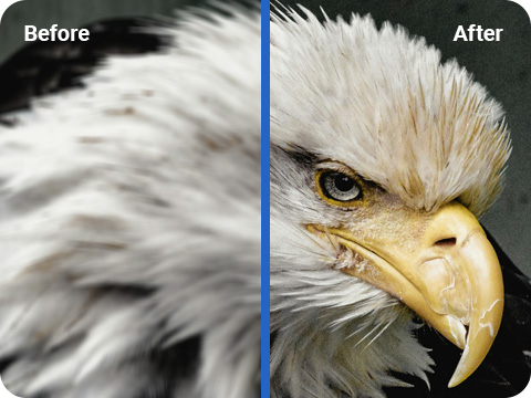 An image of an Eagle in which the left side is blurred and the right side is sharpened