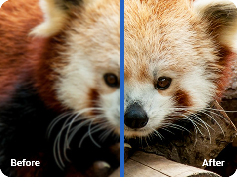 Red Panda Before and After with a Sharpened Image