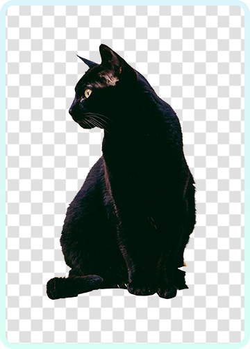 Image of a Black Cat with a Background Removed. It has a transparent background