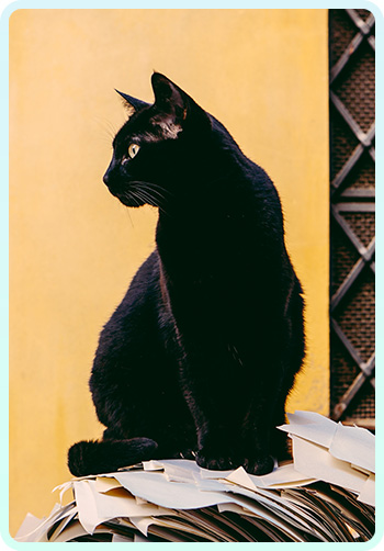 Image of a Black Cat with a Background