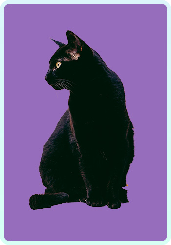 Image of a Black Cat with a Purple Background
