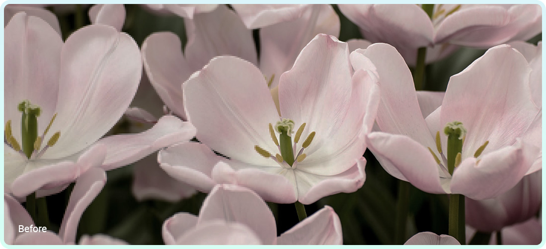 White flowers in their original format