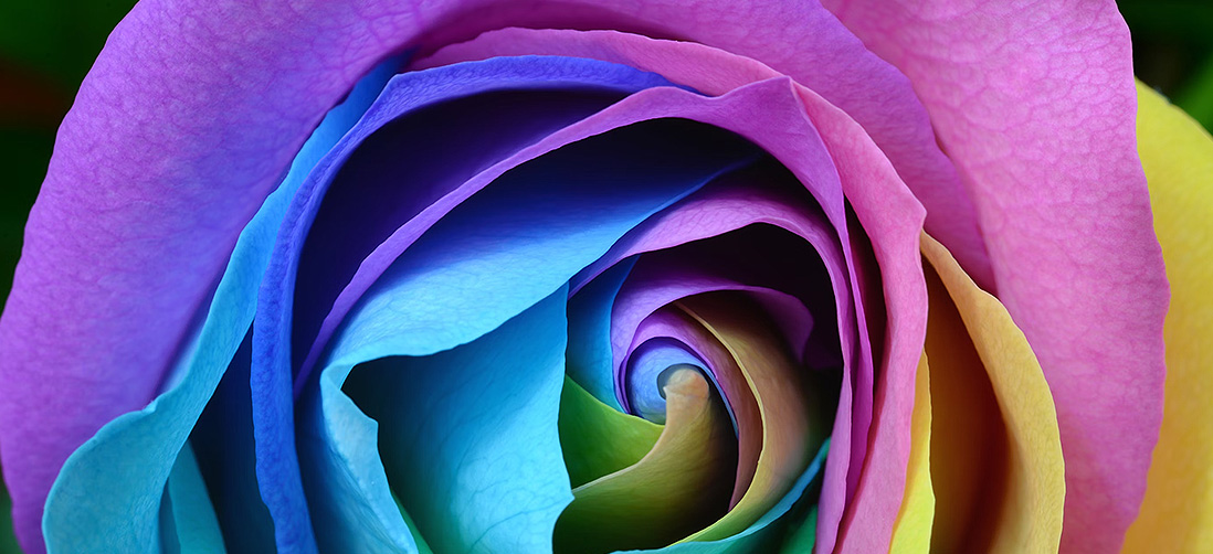 Original image of a Rose that is more sharp
